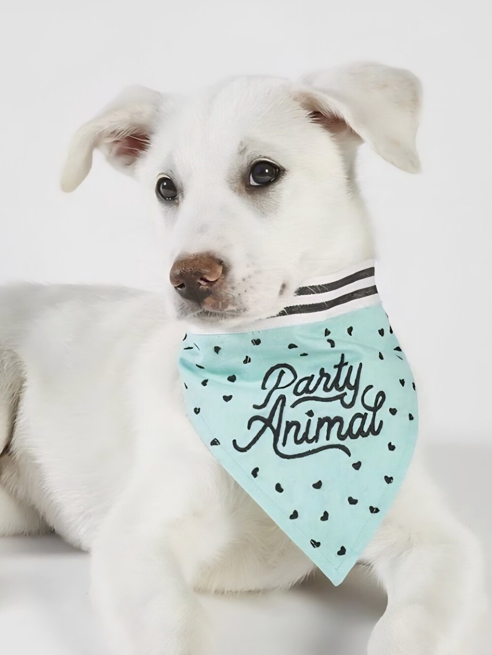Pet Bandana - Party Animal